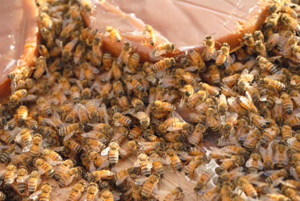 Beeg Bee Com Bhojpuri Xxx Videos - Pollen lack in the hive, what to do? â€¢ JatiÃ© CAP â€¢ CAP