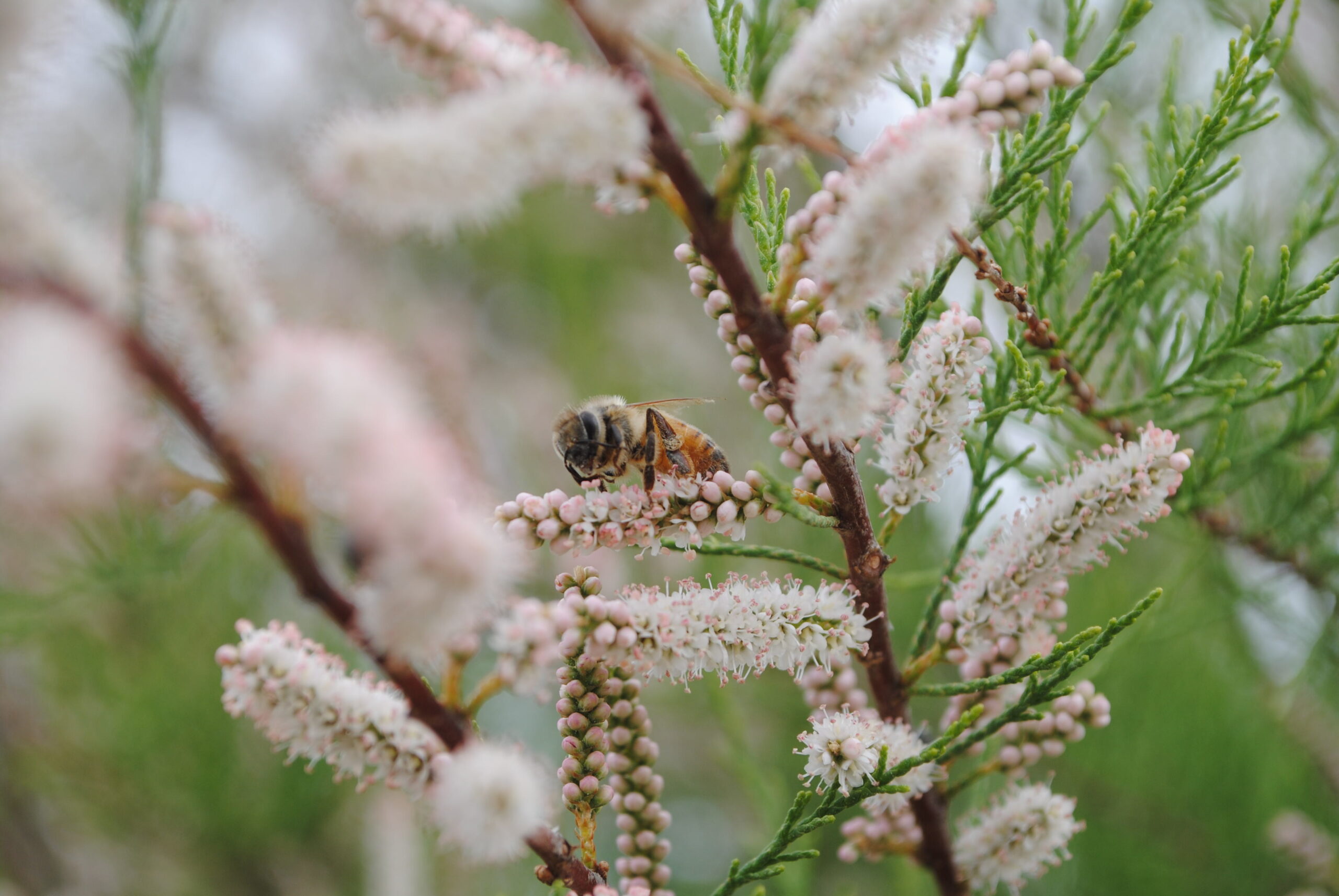 Abeja en tamarisco